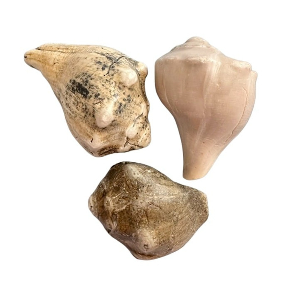 Natural Conch Shells, set of 3, 3.5"-4.5" long